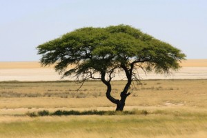 Ein Baum in der Savanne